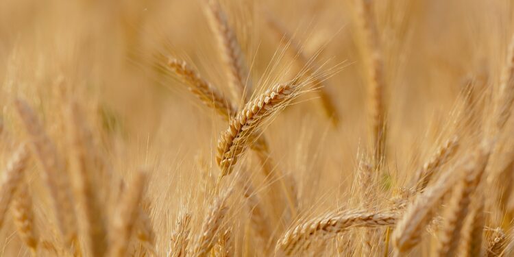 wheat g95e0eb8e0 1280