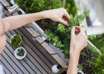 Jakie rośliny warto sadzić na&nbsp;balkonie?