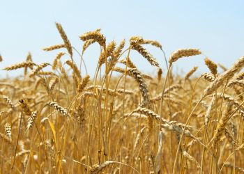 Wojewoda o&nbsp;dopłatach zbożowych