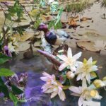 Centrum Natura 2000 w Tarnobrzegu blisko przyrody 2 - Polskie Radio Rzeszów Centrum Natura 2000 w Tarnobrzegu blisko przyrody - Polskie Radio Rzeszów