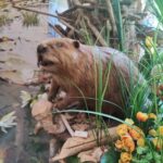 Centrum Natura 2000 w Tarnobrzegu blisko przyrody 16 - Polskie Radio Rzeszów Centrum Natura 2000 w Tarnobrzegu blisko przyrody - Polskie Radio Rzeszów