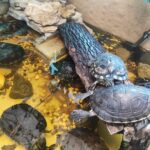 Centrum Natura 2000 w Tarnobrzegu blisko przyrody 9 - Polskie Radio Rzeszów Centrum Natura 2000 w Tarnobrzegu blisko przyrody - Polskie Radio Rzeszów