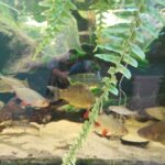 Centrum Natura 2000 w Tarnobrzegu blisko przyrody 6 - Polskie Radio Rzeszów Centrum Natura 2000 w Tarnobrzegu blisko przyrody - Polskie Radio Rzeszów