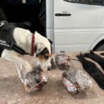 Udaremniono przemyt ... włosów - Polskie Radio Rzeszów