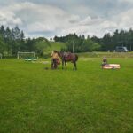 Targi końskie w Lutowiskach - Polskie Radio Rzeszów