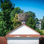 Radio Biwak 5.07 - Zespół Parkowo-Dworski i Folwarczny w Wiśniowej (zdjęcia) 39 - Polskie Radio Rzeszów Radio Biwak 5.07 - Zespół Parkowo-Dworski i Folwarczny w Wiśniowej (zdjęcia) - Polskie Radio Rzeszów