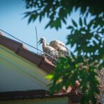 Radio Biwak 5.07 - Zespół Parkowo-Dworski i Folwarczny w Wiśniowej (zdjęcia) 15 - Polskie Radio Rzeszów Radio Biwak 5.07 - Zespół Parkowo-Dworski i Folwarczny w Wiśniowej (zdjęcia) - Polskie Radio Rzeszów