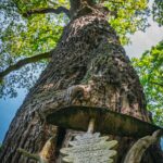 Radio Biwak 5.07 - Zespół Parkowo-Dworski i Folwarczny w Wiśniowej (zdjęcia) 33 - Polskie Radio Rzeszów Radio Biwak 5.07 - Zespół Parkowo-Dworski i Folwarczny w Wiśniowej (zdjęcia) - Polskie Radio Rzeszów