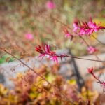 Radio Biwak 18.07 - ogród aktorki Małgorzaty Machowskiej (zdjęcia) 14 - Polskie Radio Rzeszów Radio Biwak 18.07 - ogród aktorki Małgorzaty Machowskiej (zdjęcia) - Polskie Radio Rzeszów