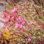 Radio Biwak 18.07 - ogród aktorki Małgorzaty Machowskiej (zdjęcia) 15 - Polskie Radio Rzeszów Radio Biwak 18.07 - ogród aktorki Małgorzaty Machowskiej (zdjęcia) - Polskie Radio Rzeszów