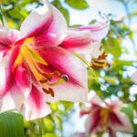 Radio Biwak 18.07 - ogród aktorki Małgorzaty Machowskiej (zdjęcia) 30 - Polskie Radio Rzeszów Radio Biwak 18.07 - ogród aktorki Małgorzaty Machowskiej (zdjęcia) - Polskie Radio Rzeszów