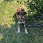 Głodny, spragniony i przywiązany do drzewa. Porzuconego psa uratowali policjanci - Polskie Radio Rzeszów