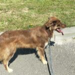 Głodny, spragniony i przywiązany do drzewa. Porzuconego psa uratowali policjanci - Polskie Radio Rzeszów