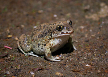 Grzebiuszka ziemna – Wszystko, by&nbsp;zniknąć