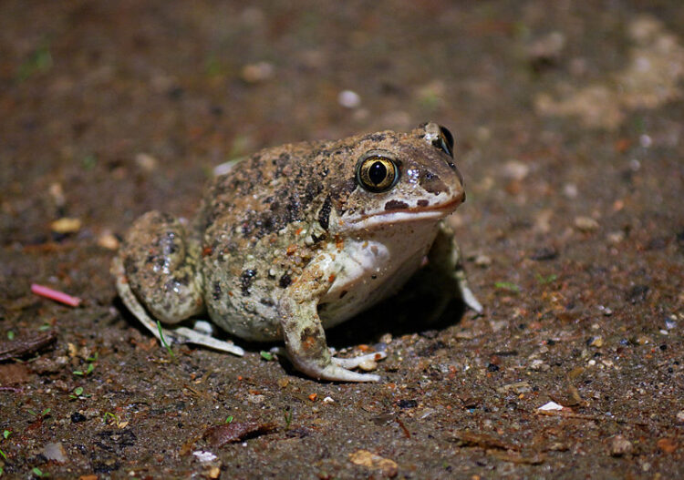 Grzebiuszka ziemna – Wszystko, by zniknąć