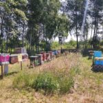 Miodobranie 4 - Polskie Radio Rzeszów Miodobranie - Polskie Radio Rzeszów