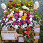 XXIII Festiwal Kwiatów w Albigowej (zdjęcia) - Polskie Radio Rzeszów