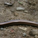 Jeziorka Duszatyńskie - malownicze miejsce w Bieszczadach (zdjęcia) 3 - Polskie Radio Rzeszów Jeziorka Duszatyńskie - malownicze miejsce w Bieszczadach (zdjęcia) - Polskie Radio Rzeszów