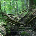 Jeziorka Duszatyńskie - malownicze miejsce w Bieszczadach (zdjęcia) 17 - Polskie Radio Rzeszów Jeziorka Duszatyńskie - malownicze miejsce w Bieszczadach (zdjęcia) - Polskie Radio Rzeszów