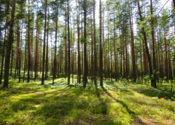 Zagajnik pełen ptaków