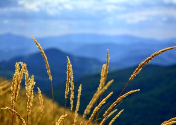 Pracowite dni bieszczadzkich ratowników