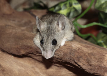 close up macro mouse rodent 1484345 1