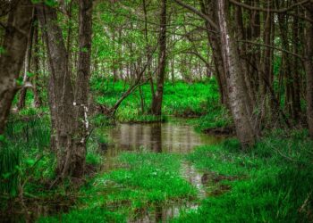 Premiera filmu „Loret – leśnik z&nbsp;charakterem”