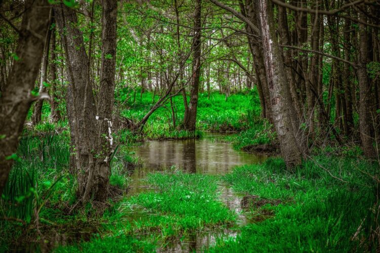 Premiera filmu „Loret – leśnik z charakterem”