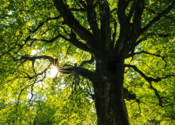 Park dendrologiczny w Rzeszowie powstanie już niedługo