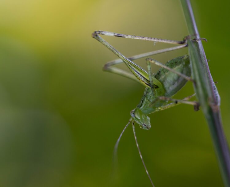 Jak dbać o rośliny domowymi sposobami?