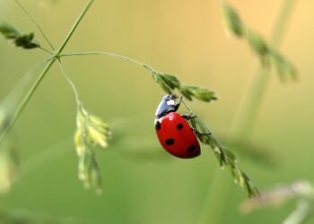 ladybug g0d562997c 1280