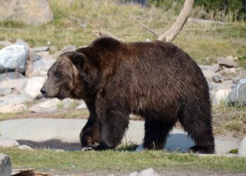Policjanci będą odstraszać niedźwiedzie