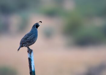 Wesołe pitpilit na&nbsp;środku pola