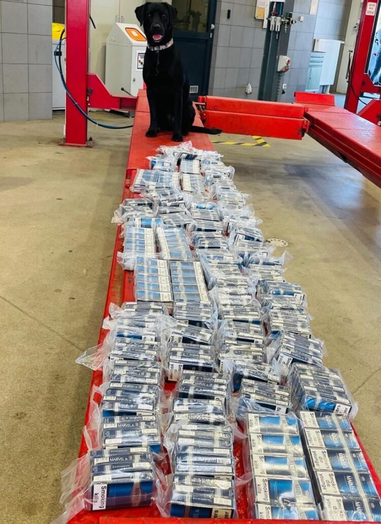 Dzielne labladorki pomogły wykryć nielegalne papierosy