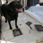 Dzielne labladorki pomogły wykryć nielegalne papierosy 3 - Polskie Radio Rzeszów Dzielne labladorki pomogły wykryć nielegalne papierosy - Polskie Radio Rzeszów