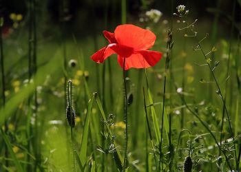 Konsultacje w&nbsp;sprawie utworzenia parków kieszonkowych w&nbsp;Mielcu
