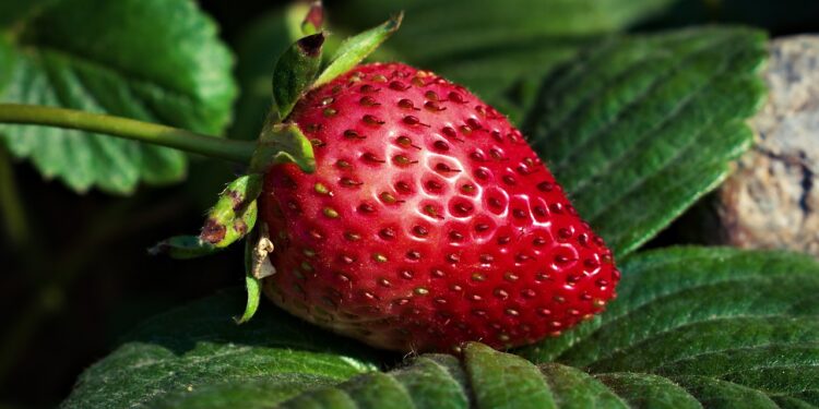 strawberry gae7eeace9 1280