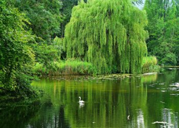 Renowacja zbiornika wodnego w&nbsp;Głogowie Małopolskim