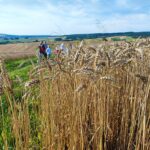 Jak dawniej wyglądały żniwa? Pokaz w Pruchniku 5 - Polskie Radio Rzeszów Jak dawniej wyglądały żniwa? Pokaz w Pruchniku - Polskie Radio Rzeszów