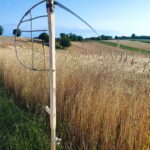 Jak dawniej wyglądały żniwa? Pokaz w Pruchniku 11 - Polskie Radio Rzeszów Jak dawniej wyglądały żniwa? Pokaz w Pruchniku - Polskie Radio Rzeszów