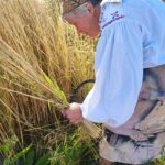 Jak dawniej wyglądały żniwa? Pokaz w Pruchniku 13 - Polskie Radio Rzeszów Jak dawniej wyglądały żniwa? Pokaz w Pruchniku - Polskie Radio Rzeszów