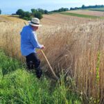 Jak dawniej wyglądały żniwa? Pokaz w Pruchniku 15 - Polskie Radio Rzeszów Jak dawniej wyglądały żniwa? Pokaz w Pruchniku - Polskie Radio Rzeszów