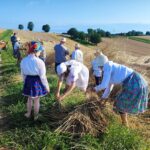 Jak dawniej wyglądały żniwa? Pokaz w Pruchniku 16 - Polskie Radio Rzeszów Jak dawniej wyglądały żniwa? Pokaz w Pruchniku - Polskie Radio Rzeszów