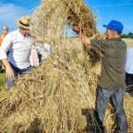 Jak dawniej wyglądały żniwa? Pokaz w Pruchniku 17 - Polskie Radio Rzeszów Jak dawniej wyglądały żniwa? Pokaz w Pruchniku - Polskie Radio Rzeszów