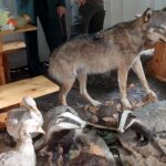 Jubileusz Polskiego Związku Łowieckiego w Nisku (zdjęcia) - Polskie Radio Rzeszów