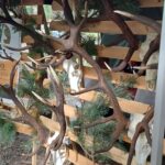 Jubileusz Polskiego Związku Łowieckiego w Nisku (zdjęcia) - Polskie Radio Rzeszów