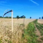 Jak dawniej wyglądały żniwa? Pokaz w Pruchniku 28 - Polskie Radio Rzeszów Jak dawniej wyglądały żniwa? Pokaz w Pruchniku - Polskie Radio Rzeszów