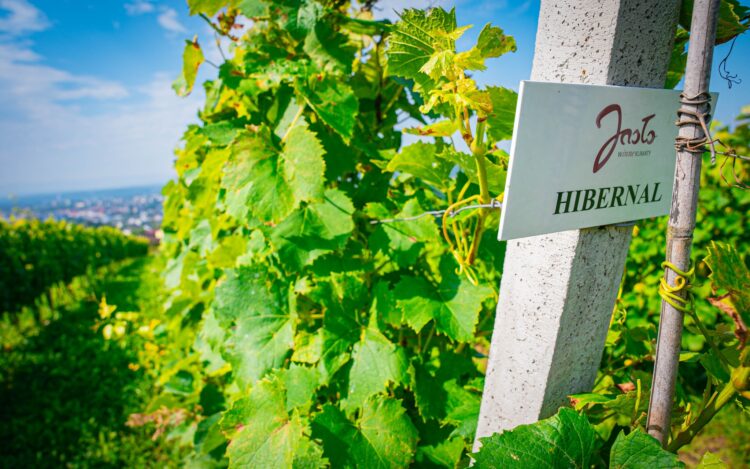 XVII Międzynarodowy Dzień Wina w Jaśle