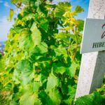 Radio Biwak 18.08 - Jasło (zdjęcia) 3 - Polskie Radio Rzeszów Radio Biwak 18.08 - Jasło (zdjęcia) - Polskie Radio Rzeszów