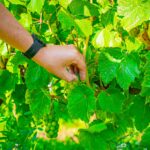 Radio Biwak 18.08 - Jasło (zdjęcia) 4 - Polskie Radio Rzeszów Radio Biwak 18.08 - Jasło (zdjęcia) - Polskie Radio Rzeszów